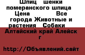 Шпиц - шенки померанского шпица › Цена ­ 20 000 - Все города Животные и растения » Собаки   . Алтайский край,Алейск г.